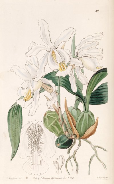Coelogyne cristata von Miss Drake